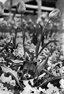 00062 Prints: A three month old Civet cat had an outing in the flowers at Chester Zoo today Thursday