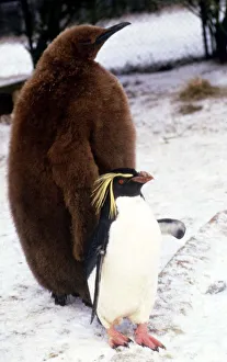 00137 Prints: A six month old King Penguin at Whipsnade Zoo witha rockhopper penguin sharing its pen