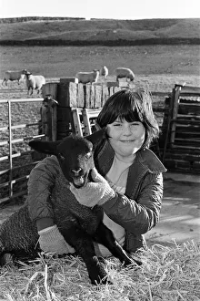 Lamb Prints: A one month old lamb gets a cuddle from 10-year-old Heather Lawton