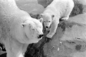 00068 Prints: Four month old polar bear cub Janina and mother Nina at Bristol zoo. May 1975