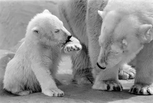 Four month old polar bear cub Janina and mother Nina at Bristol zoo. May 1975