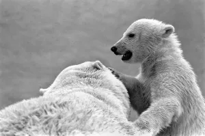 00069 Prints: Four month old polar bear cub Janina and mother Nina at Bristol zoo. May 1975