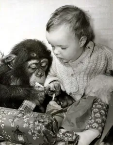 Eleven month old Tracey Clews and Bugsy the chimp open their Christmas presents