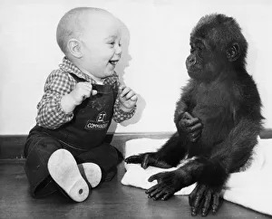 Eight month Thomas Philllips drops into Bristol Zoo to meet Lea the lonely baby Gorilla
