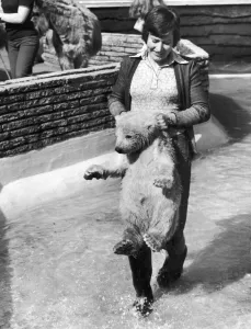 One Mid Adult Woman Only Prints: Four months ago this cuddly Polar Bear was given the cold shoulder by its mother