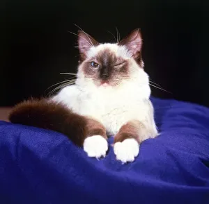 Winking Prints: Four months old rag doll cat Fawpaws Ragjerry of Patriaca (knows as Jizzy