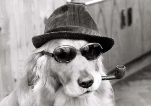 Monty the golden retriever dog wearing a hat and sunglasses while smoking a pipe