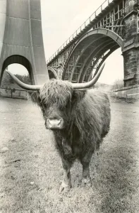 Horns Prints: Morag the long horned Highland cow at Byker city farm in Newcastle
