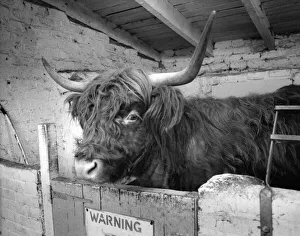 Morag the long horned Highland cow at Byker city farm in Newcastle