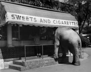 Sweets Prints: Every morning when his keeper takes him out for exercise, eight-year-old Dumbo