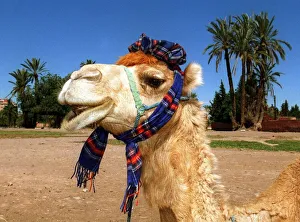 Morocco world cup feature June 1998 Marrakesh a camel wears tartan scarf