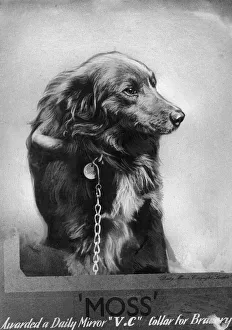 Award Prints: Moss, the dog. Moss the dog, owned by Mr Cledwyn Morgan of Ystradgynlais