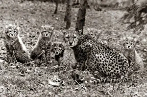 Forest Prints: A mother cheetah with her five newborn cubs, twelve weeks after their birth at Whipsnade