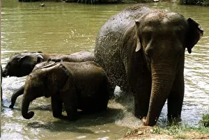 Bathing Prints: Mother elephant with two baby elephants standing in water having a bath July 1994