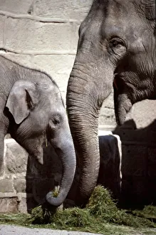 00159 Prints: Mother elephant and her young at Chester Zoo eating grass August 1979