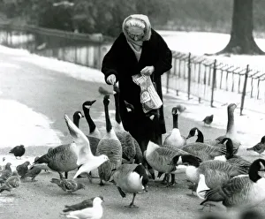 Geese Prints: Mother goose City lakes are frozen over - birds in London find a friend