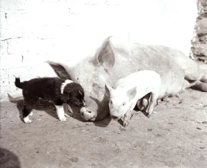 Puppies Prints: A Mother pig and piglet with baby dogs which she has adopted September 1956