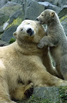 Bear Prints: Mother polar bear Mercedes playing with her cub at Edinburgh Zoo March 1997