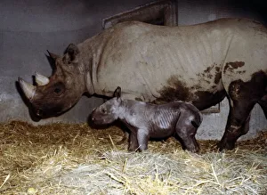 00159 Prints: Mother rhinoceros June with her two days old baby Kes at London Zoo September 1978