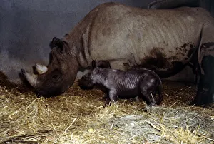 00158 Prints: Mother rhinoceros June with her two days old baby Kes at London Zoo September 1978
