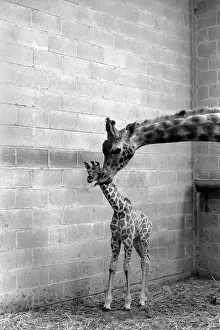 Giraffe Prints: A Motherly Kiss for Rebecca: Rebecca gets a loving kiss from her mother Jezebel