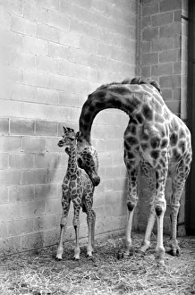 A Motherly Kiss for Rebecca: Rebecca gets a loving kiss from her mother Jezebel