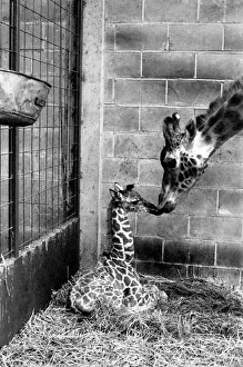 00063 Prints: A Motherly Kiss for Rebecca: Rebecca gets a loving kiss from her mother Jezebel