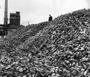 Crops Prints: Mountain of Sugar Beet outside Brigg Sugar Factory: Great hills of sugar beet like this