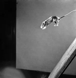 00017 Prints: Mouse jumping Off Blackboard. April 1950 O23485-001