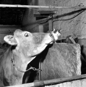 Mr. Arthur Thompson of Lark Mount farm near Bury Lancs wondered where one of the newly