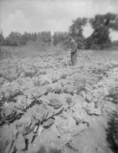 00001 Prints: Mr Dickenson tending cabbages allotment in Barnes - taken with lens from chicken