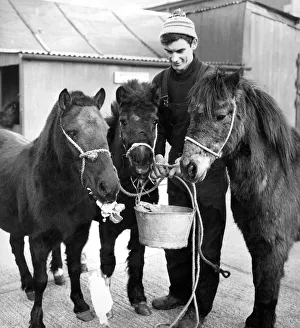 Ponies Prints: Mr. Leslie Moffat, who runs Carlisles rest home for horses