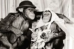 Images Dated 15th June 1983: Mr and Mrs Chimp Two Chimpanzees in bride and groom clothing