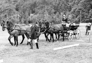 00074 Prints: Mr. P. B. Hoffman, from Florida, puts his carriage team through its paces at Lowther