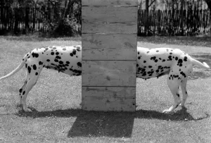 Mrs Agathe Hiltons dogs - Dalmations - Relay and Lizz eat from the same dinner bowl