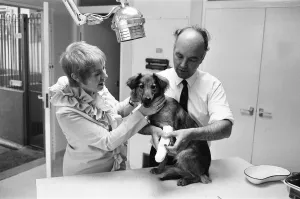 One Mid Adult Man Prints: Mrs Cindy Bell seen here helping vet Robert White during the opening of a new wing by