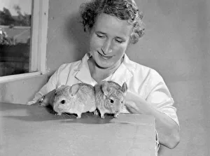 Mrs Daisy Bickerstaff taking care of the animals at the BK Chinchilla Ranch in Rednal