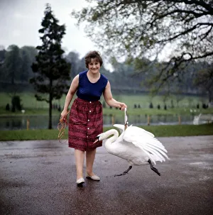 Mrs Jean Rubenius letting out her blind swan Lucifer on the river at Upper Basildon