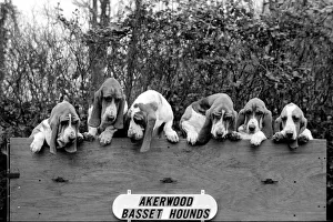 Mrs. Joan Walker and Dogs: Mrs. Joan Walker of Reading has got a record at Cruft