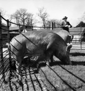 00068 Prints: Mrs. Mary Inges Tamworth pigs are champions and are known all over the country
