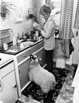 When Mrs. Moray Bell with Basil the sheep who is quite domesticated