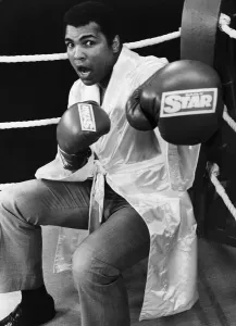 Heavy Weight Prints: Muhammad Ali poses in a boxing ring in a sparring pose wearing boxing gloves with Daily