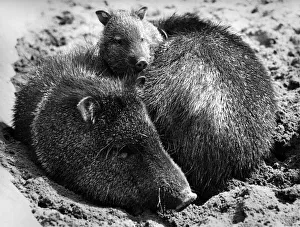 00069 Prints: Mums the word at dudley: The animal mothers at Dudley Zoo in Worcestershire know a
