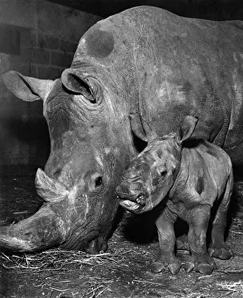 Rhinoceros Prints: Mungo'pictured with his mother today. January 1973 P007360