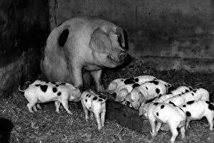 Images Dated 15th August 1989: Muriel the Moses Gloucester Old Spot Sow - the proud mother of eleven piglets - at