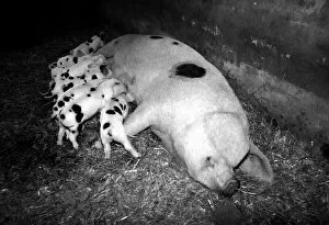 Images Dated 15th August 1989: Muriel the Moses Gloucester Old Spot Sow - the proud mother of eleven piglets - at