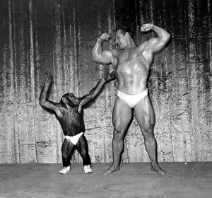 Fitness Prints: Muscle man John Grimek flexing his muscles with Marquis the Chimpanzee at the London