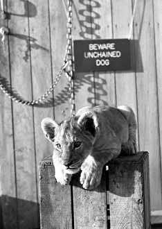 Mustapha the lion cub at Plymouth zoo, who has mistaken himself for a guard dog