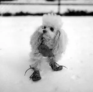 Nancy the Poodle goes walking in London Zoo wearing her natty boots to keep her feet
