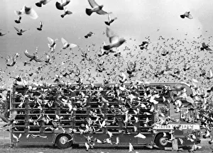 Nantes-Home pigeon race. 10, 578 pigeons released in Nantes